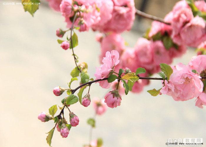 Photoshop将鲜艳的梅花图片调出漂亮的日韩系效果粉调青红色1