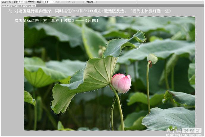 Photoshop为荷花图片简单虚化背景突出主体4