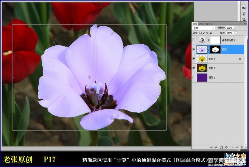 Photoshop通过计算命令无限改变花的颜色图文教程17