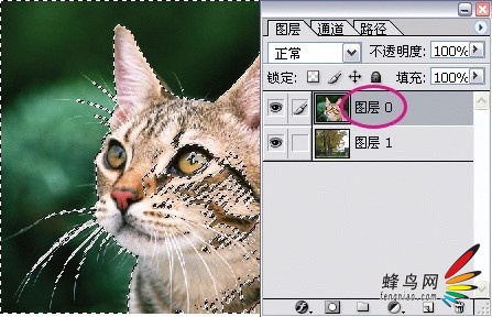 photoshop利用通道为猫咪画面选出主体14