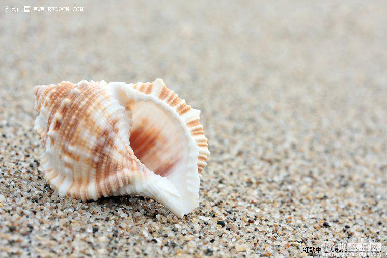Photoshop调出诗意的沙滩贝壳2