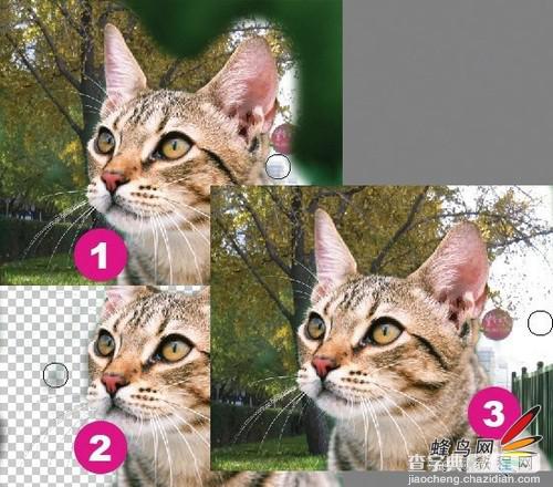 photoshop利用通道为猫咪画面选出主体15