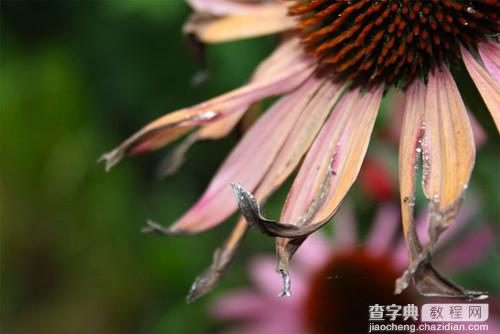 PS将非洲菊调出古典清晰的橙黄暖色调1