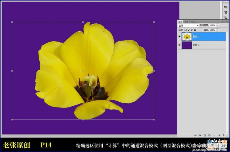 Photoshop通过计算命令无限改变花的颜色图文教程14