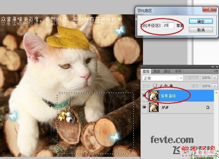 photoshop为可爱猫咪制作漂亮的动态签名教程3