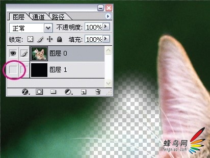 photoshop利用通道为猫咪画面选出主体7