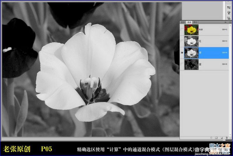 Photoshop通过计算命令无限改变花的颜色图文教程5