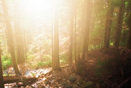 Photoshop为偏暗的森林图片增加柔和的透射阳光效果2