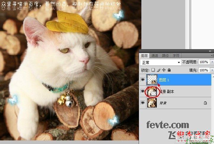 photoshop为可爱猫咪制作漂亮的动态签名教程4