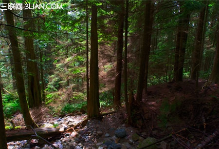 photoshop快速将偏暗的森林图片打造迷人的霞光色8
