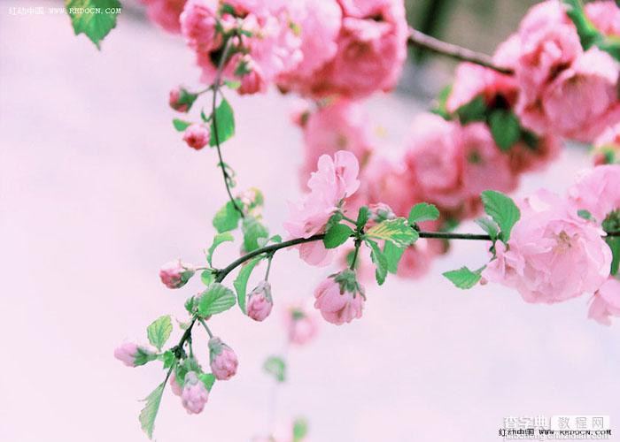 Photoshop将鲜艳的梅花图片调出漂亮的日韩系效果粉调青红色2
