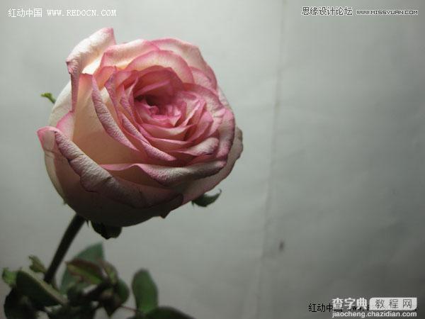 Photoshop利用Camera Raw和HDR动态渲染滤镜调出柔美清新的粉色玫瑰2