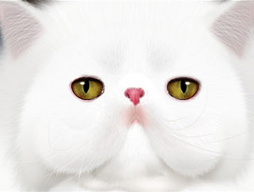 photoshop鼠绘神态憨厚的小白猫头像效果1
