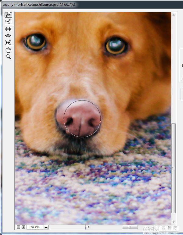 PS利用涂抹工具将宠物照片转为绘画效果25
