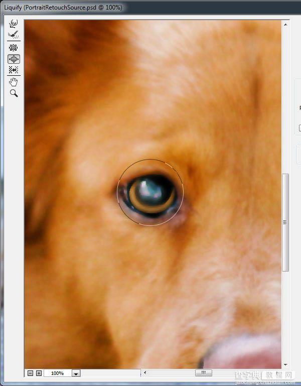 PS利用涂抹工具将宠物照片转为绘画效果24