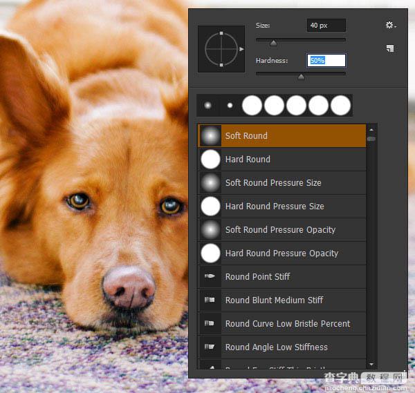 PS利用涂抹工具将宠物照片转为绘画效果19