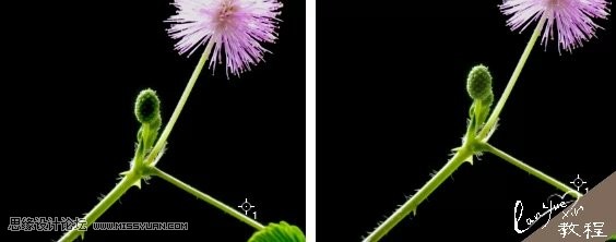 Photoshop通过黑场命令为含羞草花制作超酷的光影效果11