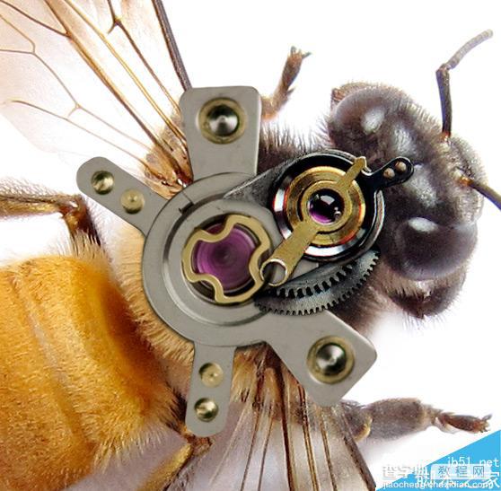 Photoshop合成非常逼真创意的机械小蜜蜂教程5