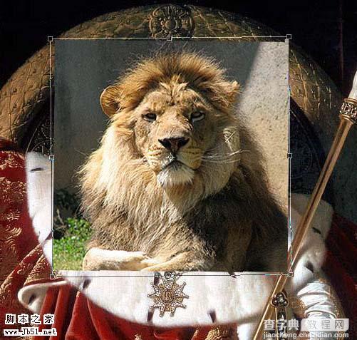 photoshop 合成创意的人身狮子王5