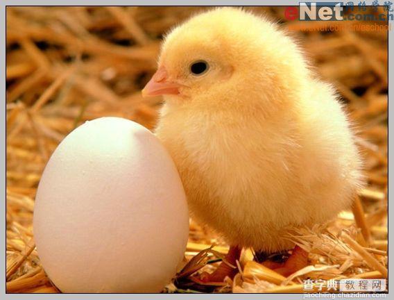 Photoshop合成“蛋壳里的小鸡”2
