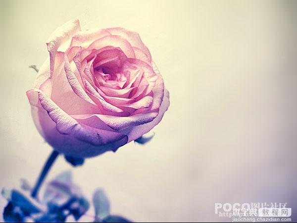 Photoshop 清晰艳丽的紫红色玫瑰花调色教程2