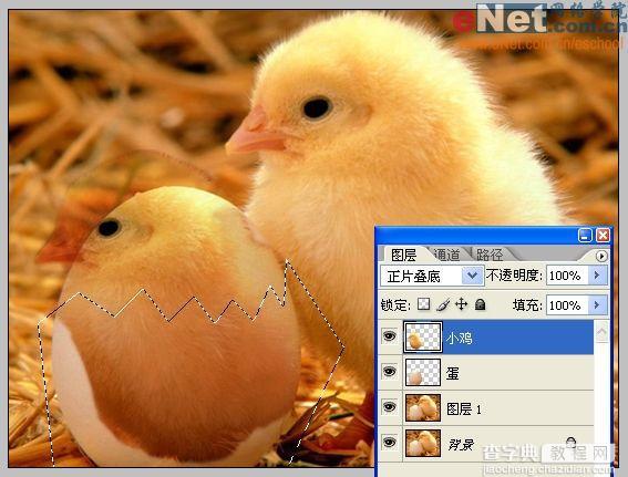 Photoshop合成“蛋壳里的小鸡”7