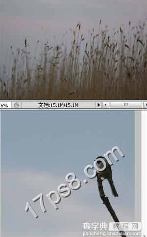 photoshop合成制作出草丛中站立在枯枝上的翠鸟2
