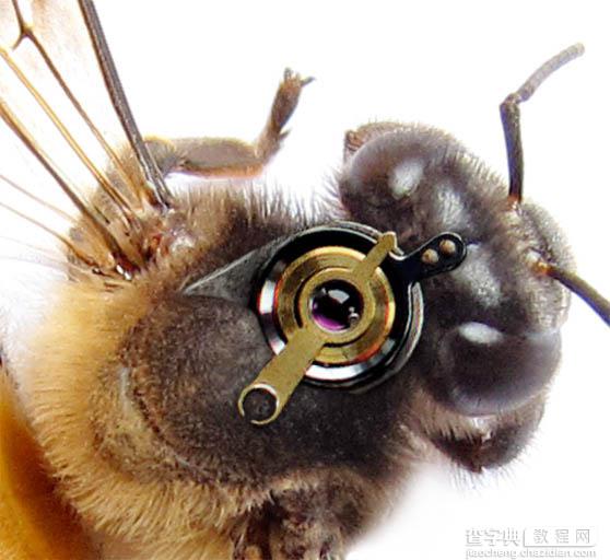 PS合成一只简单的机器蜜蜂7