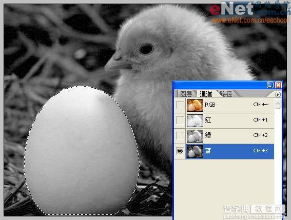 Photoshop合成“蛋壳里的小鸡”3