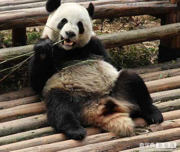 用PS合成做在森林中看书的熊猫人13