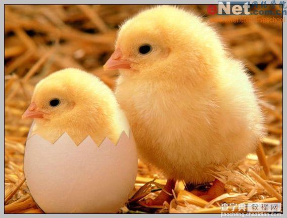Photoshop合成“蛋壳里的小鸡”11
