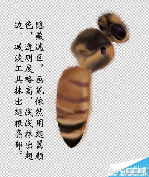 PS鼠绘一只可爱的绒绒的小蜜蜂14