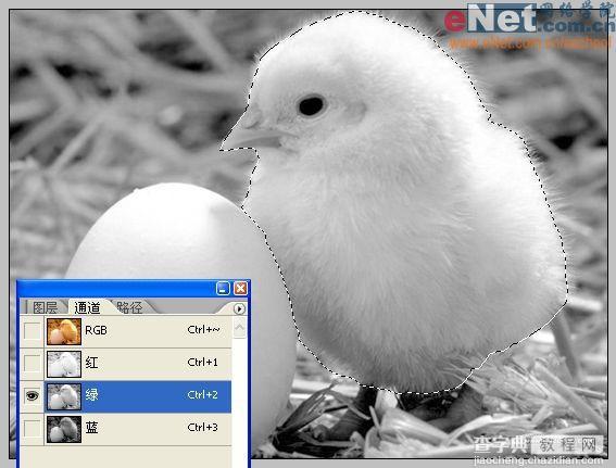 Photoshop合成“蛋壳里的小鸡”5