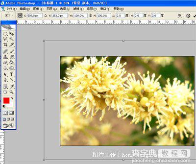 Photoshop教程:简单制作花卉日历5
