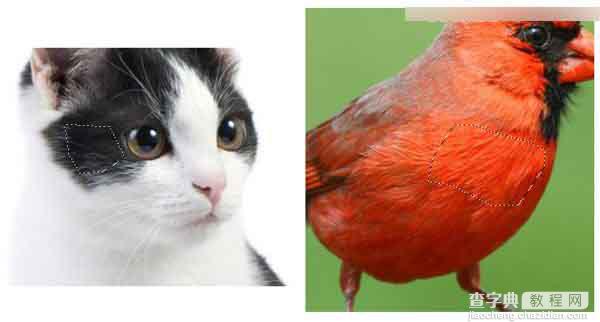 Photoshop绘制超逼真的红色可爱的愤怒的小鸟6