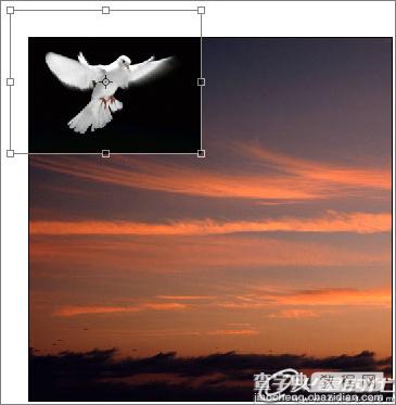 Photoshop照片合成幻境中的和平鸽教程5