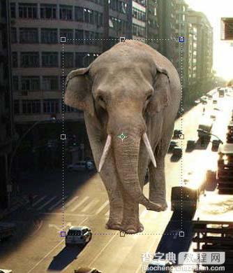 PS合成大象漫步行走在城市道路上的图片特效4