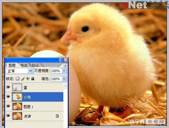 Photoshop合成“蛋壳里的小鸡”6