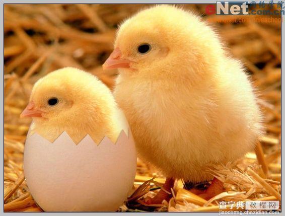 Photoshop合成“蛋壳里的小鸡”1