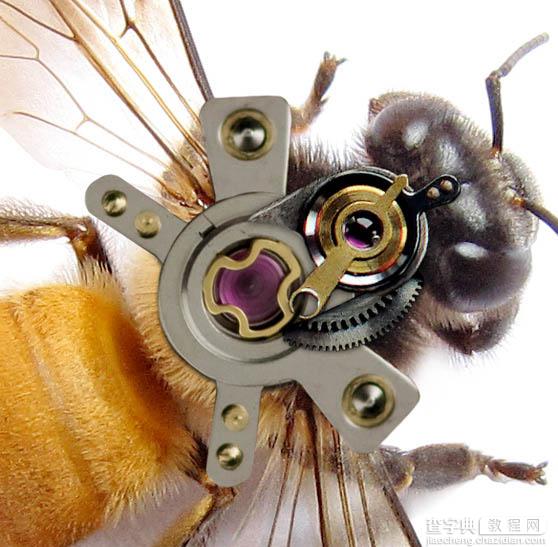 PS合成一只简单的机器蜜蜂8