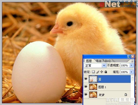 Photoshop合成“蛋壳里的小鸡”4
