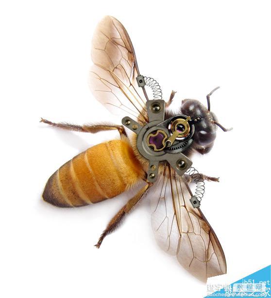 Photoshop合成非常逼真创意的机械小蜜蜂教程10
