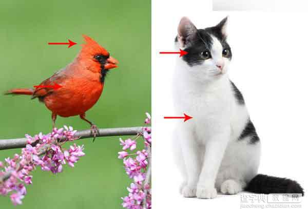 Photoshop绘制超逼真的红色可爱的愤怒的小鸟5