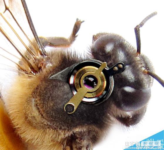 Photoshop合成非常逼真创意的机械小蜜蜂教程4