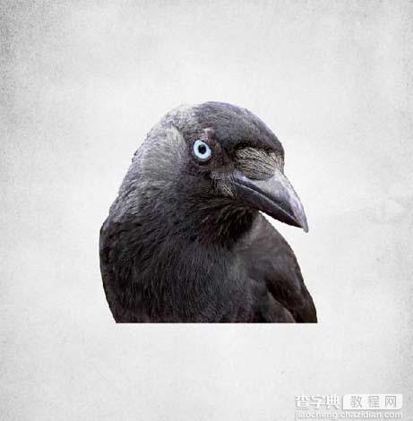 Photoshop 打造一幅黑白的乌鸦插画6