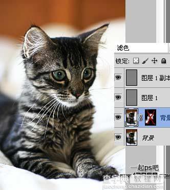 photoshop巧用滤镜工具提升猫咪图片的清晰度效果教程6