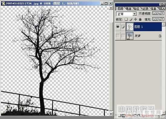 photoshop树木枝叶四种抠图的方法介绍11