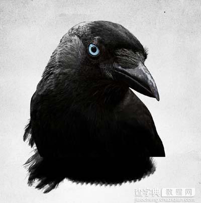 Photoshop 打造一幅黑白的乌鸦插画12