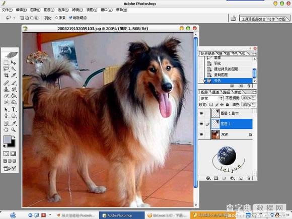 Photoshop抠图教程：抠出毛茸茸的狗狗6