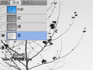 Photoshop利用通道和计算命令抠出复杂物体的实例教程3